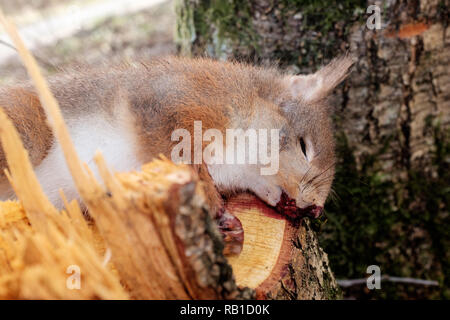 Dead scoiattolo rosso Glen Nevis Highlands della Scozia Foto Stock