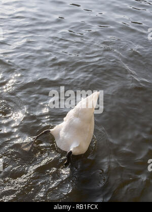 Bianco Cigno, Cygnus olor, immersioni in acqua Foto Stock