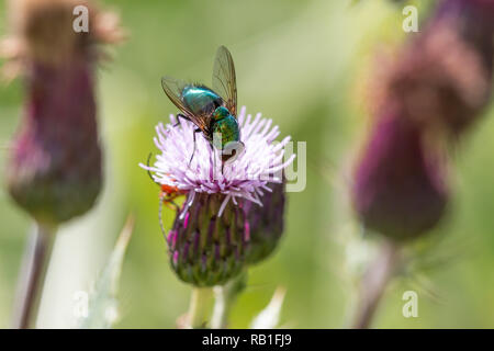 Verde bottiglia volare alimentazione su un viola thistle in un prato Foto Stock