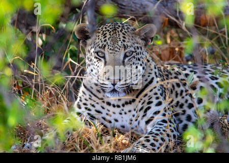 Leopard (Panthera pardus) - L'Okonjima Riserva Naturale, Namibia, Africa Foto Stock
