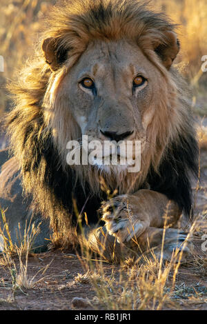 Leone africano (Panthera leo) [Captive] - Fondazione Africat, l'Okonjima Riserva Naturale, Namibia, Africa Foto Stock