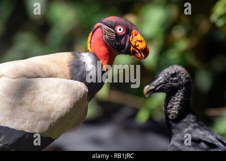 King Vulture (Sarcoramphus papa) e avvoltoio nero (Coragyps atratus) - La Laguna del Lagarto Lodge, Boca Tapada, Costa Rica Foto Stock