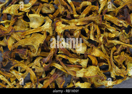 Superficie di sfondo di colore giallo a secco di funghi finferli Foto Stock