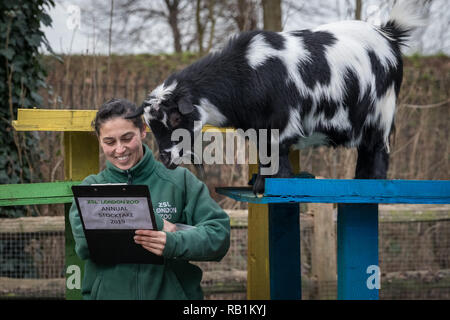 Animale annuale constatazione allo Zoo di Londra inizia a. Esso prende quasi una settimana per completare come più di 700 diverse specie sono contati. Foto Stock