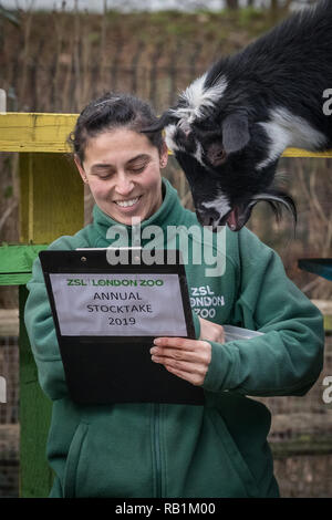 Animale annuale constatazione allo Zoo di Londra inizia a. Esso prende quasi una settimana per completare come più di 700 diverse specie sono contati. Foto Stock