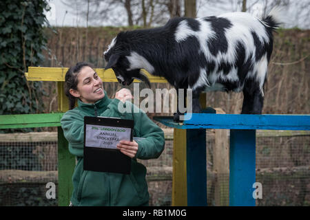 Animale annuale constatazione allo Zoo di Londra inizia a. Esso prende quasi una settimana per completare come più di 700 diverse specie sono contati. Foto Stock