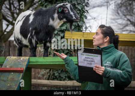 Animale annuale constatazione allo Zoo di Londra inizia a. Esso prende quasi una settimana per completare come più di 700 diverse specie sono contati. Foto Stock