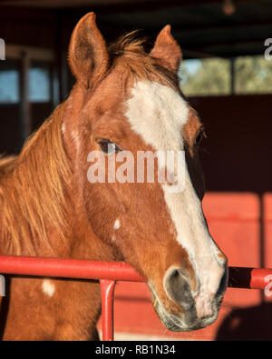 Foto ritratto di un cavallo marrone con una striscia bianca sul suo naso guardando sopra la parte superiore di un cancello rosso in un granaio area su un ranch Foto Stock