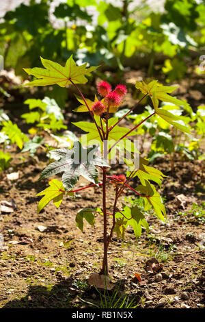 Olio di ricino pianta, Ricinus communis - piante velenose utilizzati per il trattamento Foto Stock