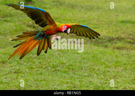 Scarlet Macaws in Costa Rica Foto Stock