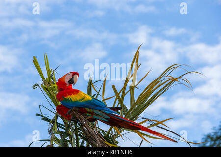 Scarlet Macaws in Costa Rica Foto Stock