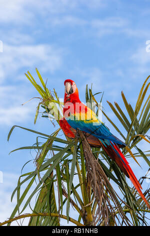 Scarlet Macaws in Costa Rica Foto Stock