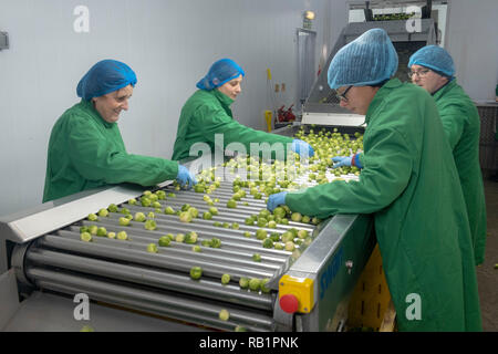 Linea di produzione di i cavoletti di Bruxelles in fabbrica Foto Stock