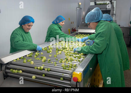 Linea di produzione di i cavoletti di Bruxelles in fabbrica Foto Stock