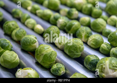 Linea di produzione di i cavoletti di Bruxelles in fabbrica Foto Stock