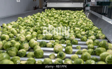 Linea di produzione di i cavoletti di Bruxelles in fabbrica Foto Stock