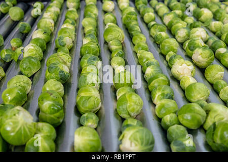 Linea di produzione di i cavoletti di Bruxelles in fabbrica Foto Stock