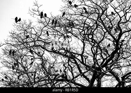 Corvi neri su un albero in bianco e nero, Irlanda Foto Stock