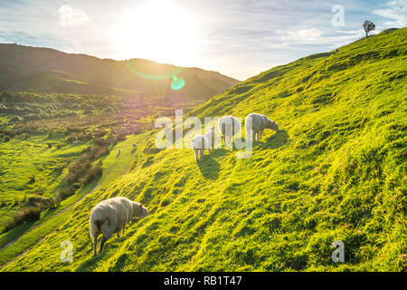 Gregge di pecore in Irlanda Foto Stock