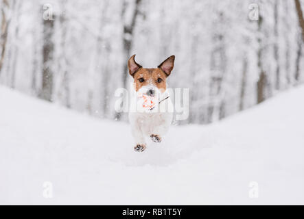 Happy dog in esecuzione in discesa e giocando in winter park con luminosi sfera giocattolo Foto Stock