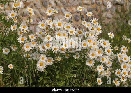 ​Roadside rurale banca di occhio di bue margherite (Leucanthemum vulgare), e con una pietra focaia parete dello sfondo. Ingham, Norfolk. Fioritura nei mesi estivi. Foto Stock