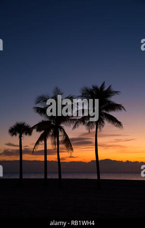 Palm sunrise a South Beach, Crandon Park, Miami, Florida Foto Stock
