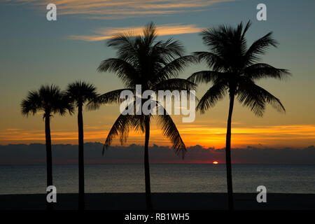 Palm sunrise a South Beach, Crandon Park, Miami, Florida Foto Stock