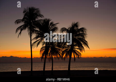 Palm sunrise a South Beach, Crandon Park, Miami, Florida Foto Stock