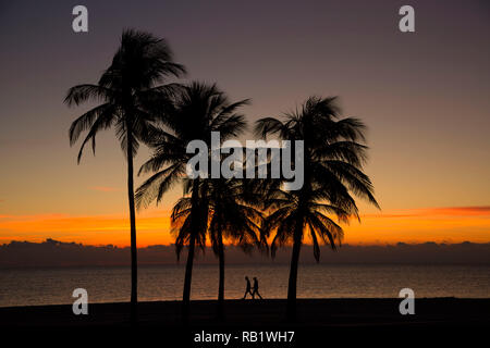 Palm sunrise a South Beach, Crandon Park, Miami, Florida Foto Stock