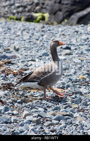 Graylag Goose (Anser anser). Camminando lungo la riva dell'isola di Mull, Ebridi Interne. Un esempio del residente, nessuna popolazione migratoria, vivendo sulla costa ovest della Scozia. ​​June. Foto Stock