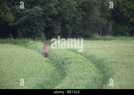 Red Deer cervo (Cervus elaphus). Utilizzando veicolo agricolo 'tracciafile', come un facile accesso per l'alimentazione da una coltura di frumento. Calthorpe Farm, Ingham, Norfol Foto Stock