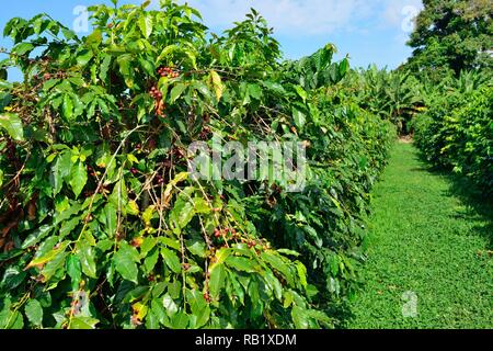 Albero di caffè caricato con maturi frutti del caffè nelle Hawaii Big Island Foto Stock