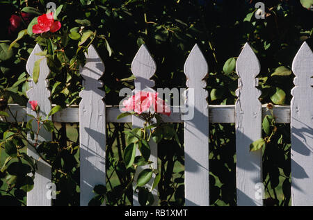 Un white Picket Fence è il simbolo del sogno americano, STATI UNITI D'AMERICA Foto Stock