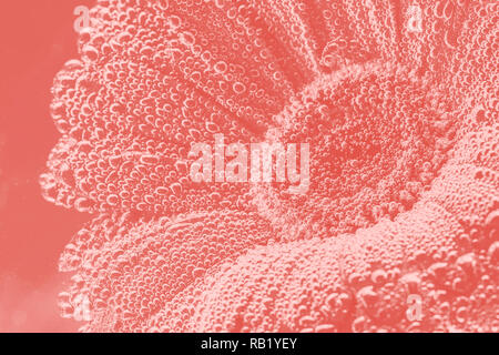 Fiore di Gerbera close up. Colore floreale live coral background. tonica Foto Stock