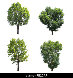 Set di alberi isolati su uno sfondo bianco, gli alberi per il design o decorare il lavoro. Foto Stock