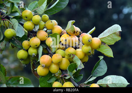 Crab Apple 'Golden Hornet' cresciuta a RHS Garden Harlow Carr, Harrogate, Yorkshire. Inghilterra, Regno Unito. Foto Stock