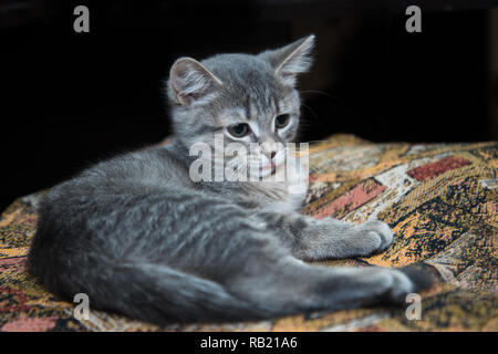 Grigio giace gattino Foto Stock