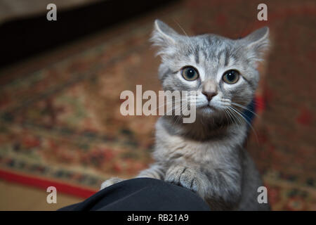 Spaventata gattino grigio Foto Stock