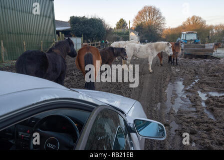 Pony bloccare una strada fangosa attraverso una fattoria su un inverno mattina a Ogdens, Frogham, New Forest, Hampshire, Regno Unito Foto Stock