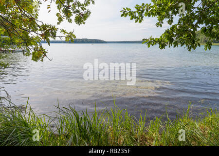 Lakeside in estate Lago Großer Stechlinsee, Neuglobsow, Rheinsberg, Ruppiner Land, Brandeburgo, Germania Foto Stock