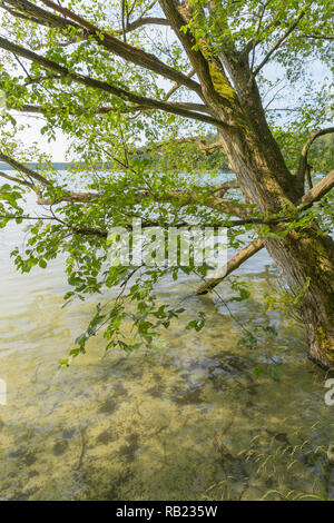 Lakeside in estate Lago Großer Stechlinsee, Neuglobsow, Rheinsberg, Ruppiner Land, Brandeburgo, Germania Foto Stock