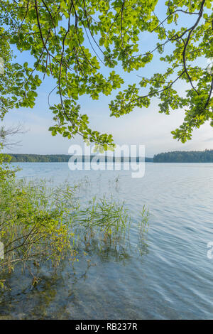 Lakeside in estate Lago Großer Stechlinsee, Neuglobsow, Rheinsberg, Ruppiner Land, Brandeburgo, Germania Foto Stock