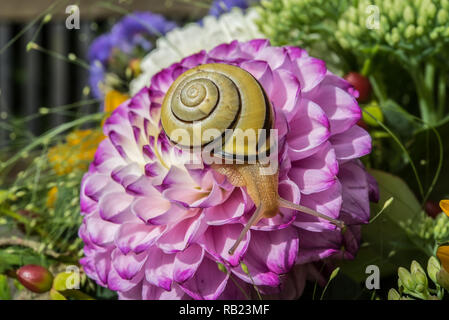 Lumaca gialla seduti su un big pink Dahlia Fiore Foto Stock