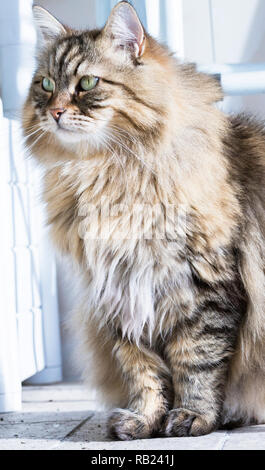 Gatto maschio di razza Siberiana, brown tabby colore. Piuttosto gattino indoor in relax Foto Stock