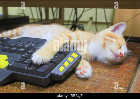 Gattino arancione di dormire sulla tastiera uso della tecnologia computer. concetto business Foto Stock