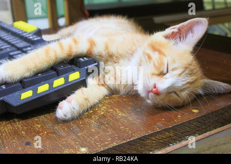 Gattino arancione di dormire sulla tastiera uso della tecnologia computer. concetto business Foto Stock