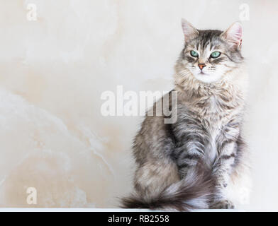 Gatto Siberiano grigio colore argento. Piuttosto gattino indoor in relax Foto Stock