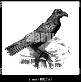 Un xix secolo ritratto del pet raven di Charles Dickens (Charles John Huffam Dickens) lo scrittore inglese e critico sociale It;s nome era "Grip" Foto Stock