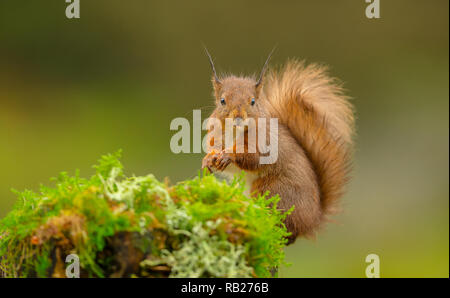 Scoiattolo rosso. Nome scientifico: Sciurus vulgaris. Nativo, wild scoiattolo rosso in sfrontato, comico pongono che guarda come egli è bloccata la sua lingua. Foto Stock