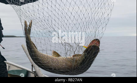 Close-up di grande pesce pescato, mani del pescatore azienda guadino con grande pesce luccio. Concetti di successo della pesca. Foto Stock